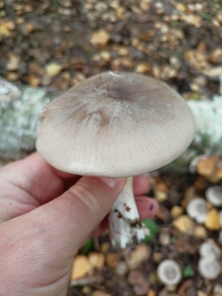 Говорушка серая дымчатая