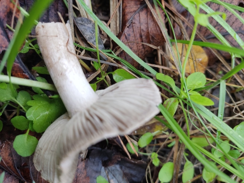 Рядовка серая ложная