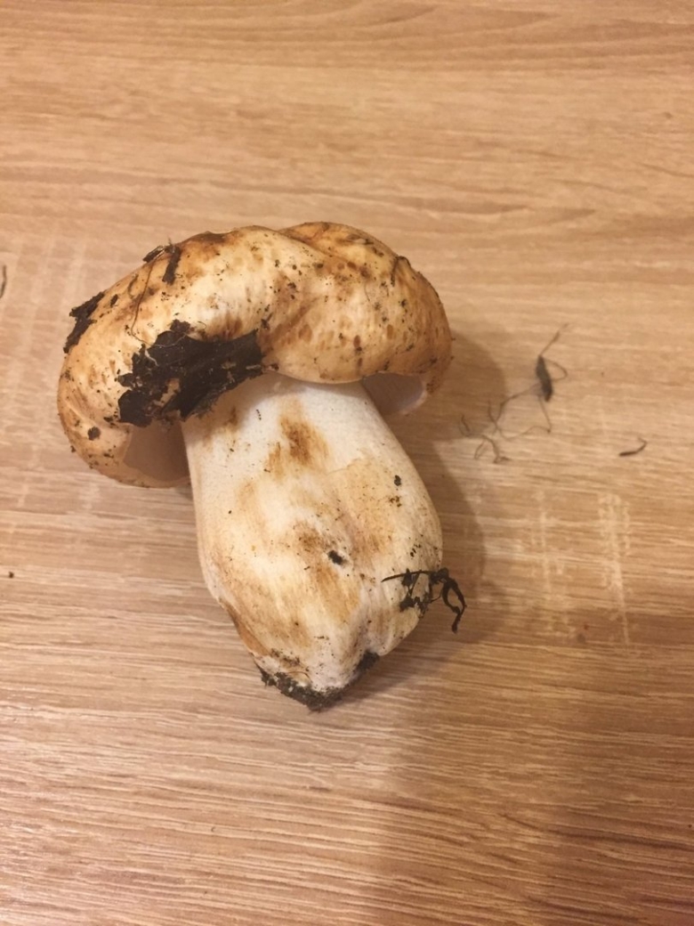 Рядовка Тополевая Tricholoma populinum