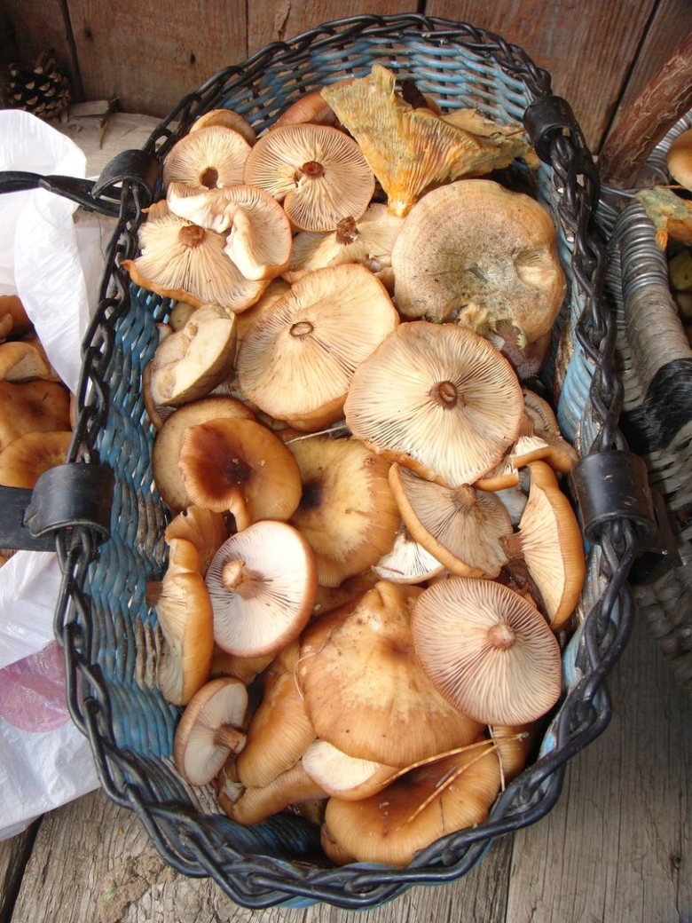 Съедобные грибы для засолки