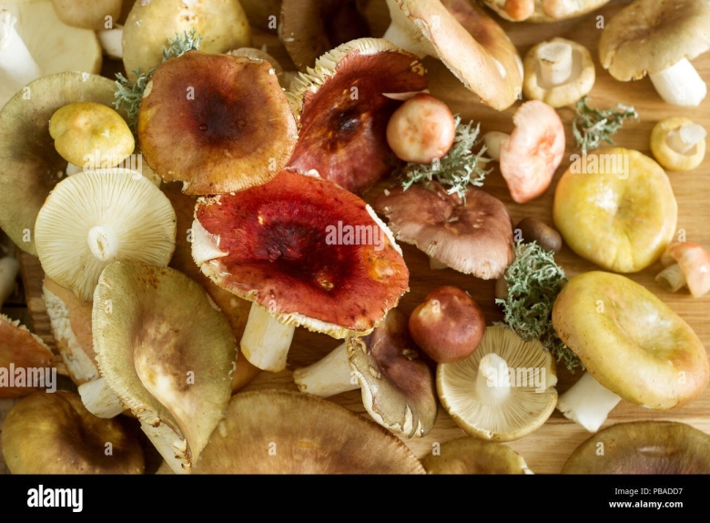 Грибы для засаливания