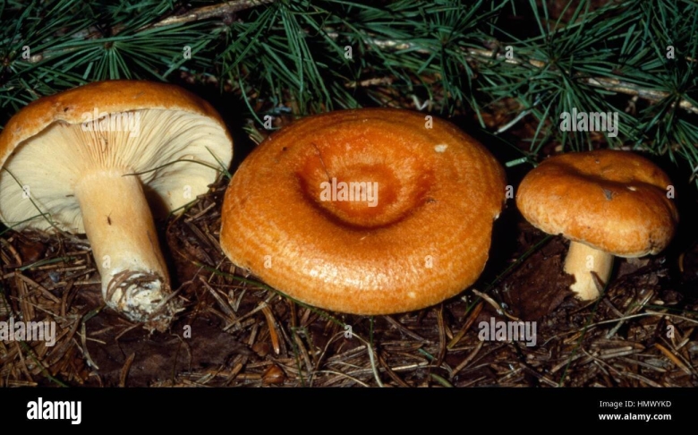 Съедобные грибы для засолки