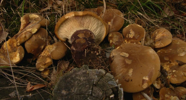 Гриб свинушка поддубник