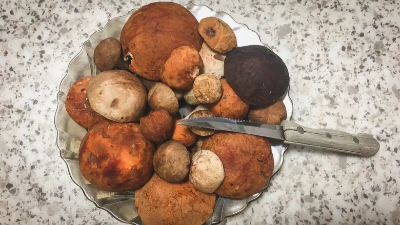 Грибы в ростовской области