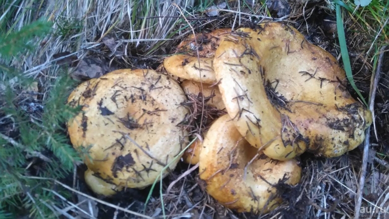 Грибы Хабаровского края груздь