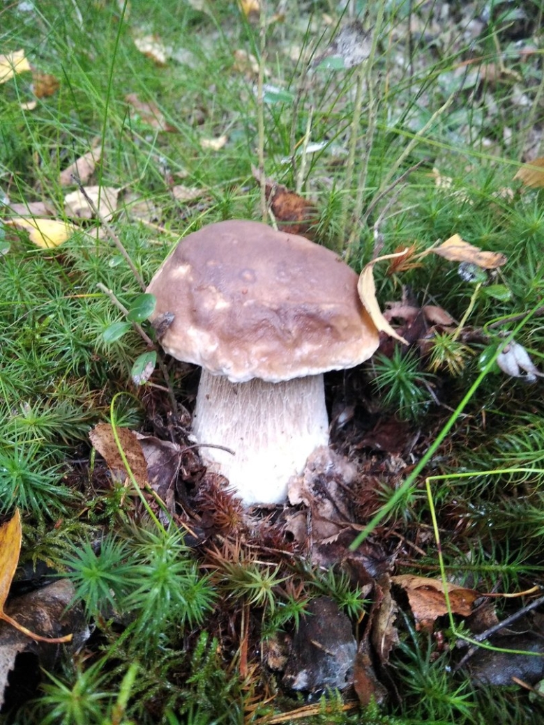 Соленики грибы съедобные