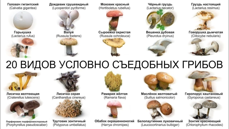 Условно съедобные грибы