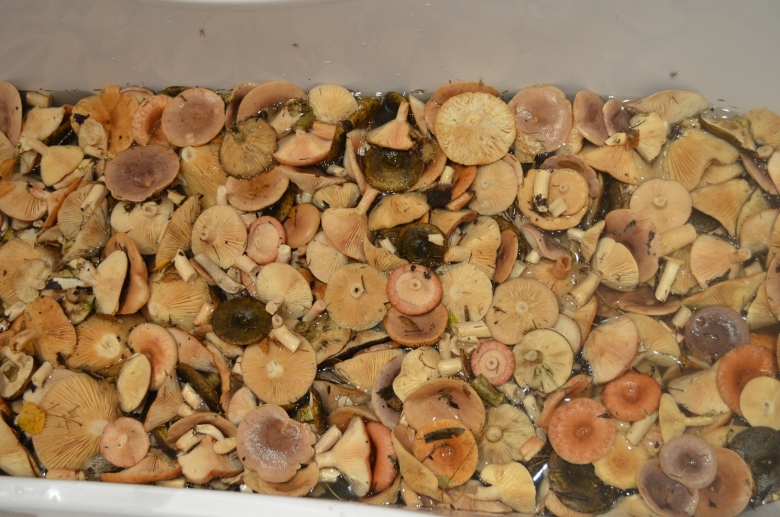 Съедобные грибы для засолки