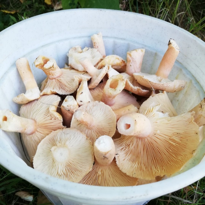 Виды грибов трубчатые и пластинчатые