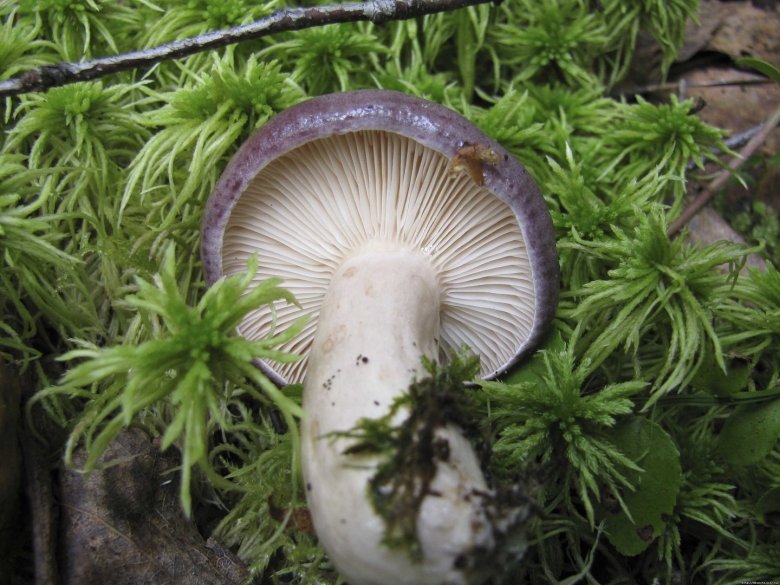 Гладыш млечник обыкновенный Lactarius trivialis