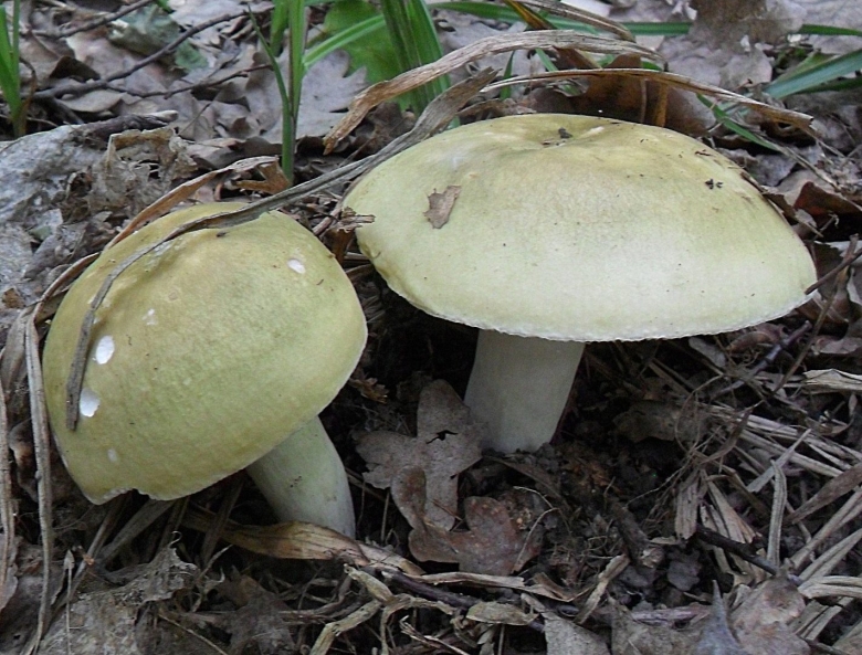 Сыроежка оливковая