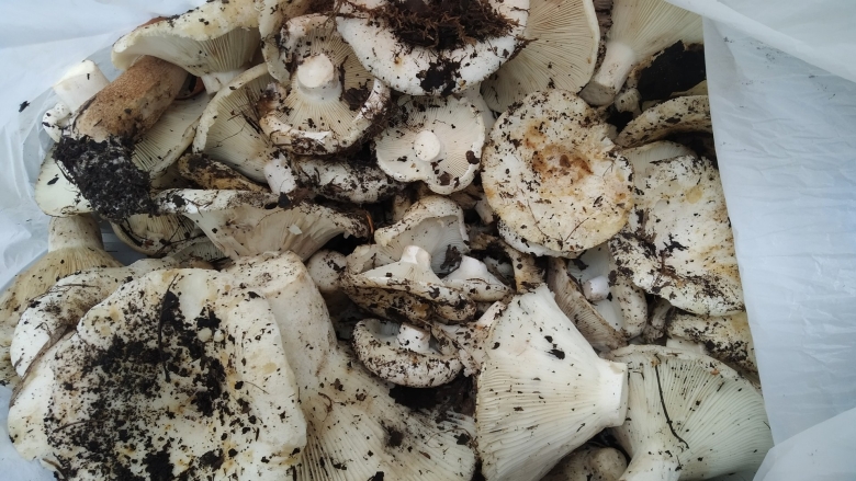 Подгруздок белый сухой груздь