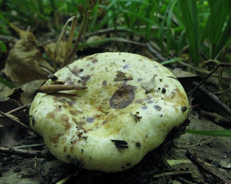 Грибы Ставропольского края