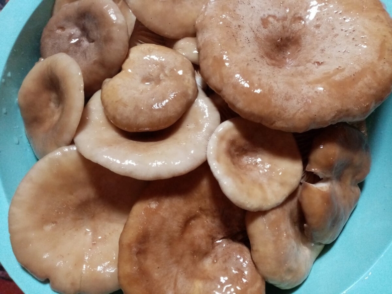 Волнушки грузди соленые