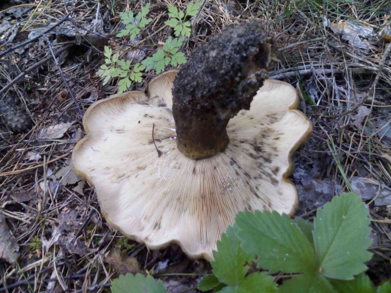 Груздь чёрный