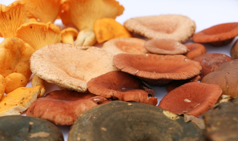 Новогодний гриб