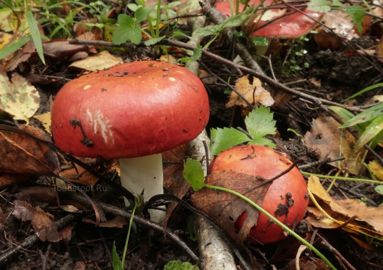 Сыроежка гриб