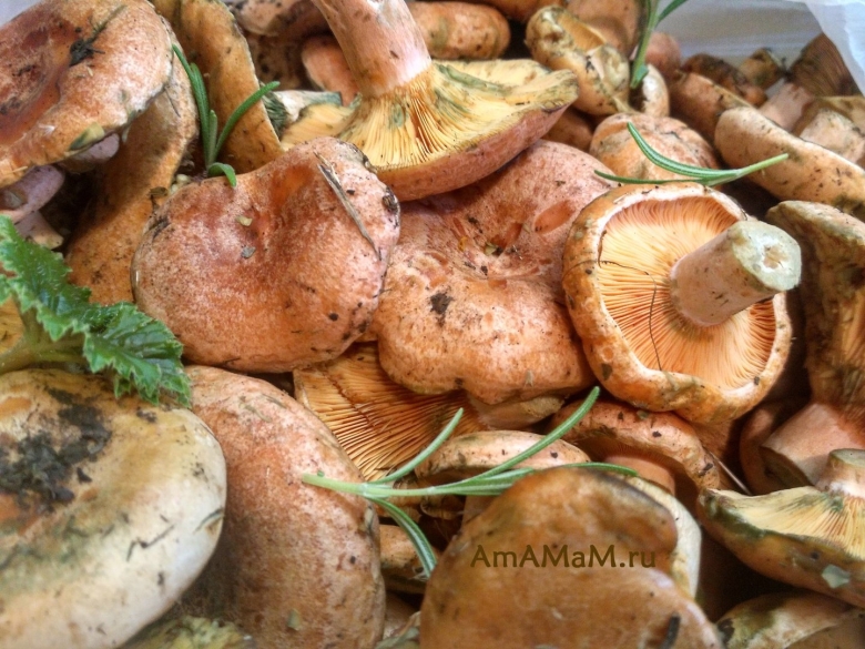 Грибы для соления названия