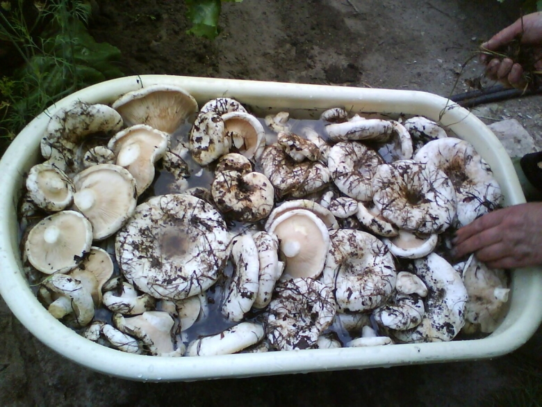 Обои фото грузди в банке