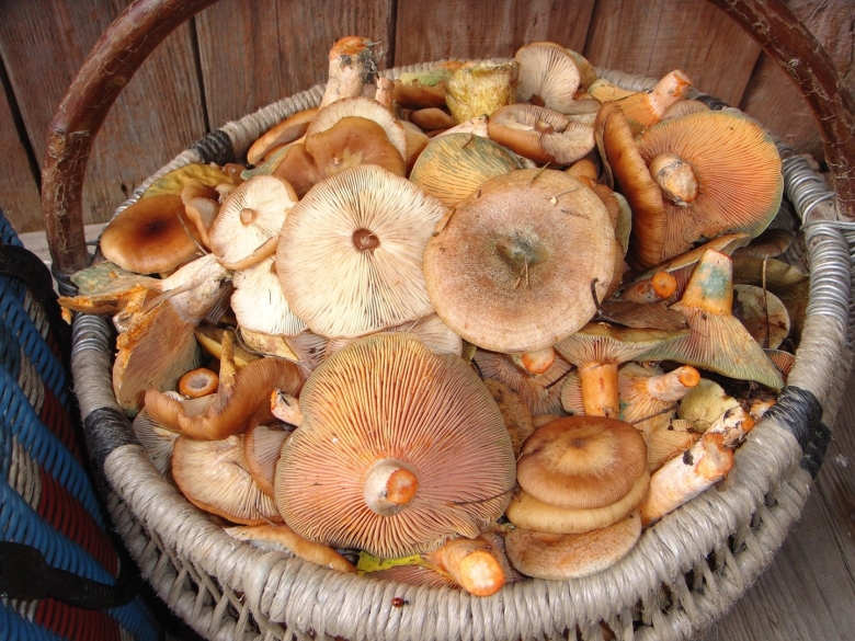 Осенние грибы для засолки