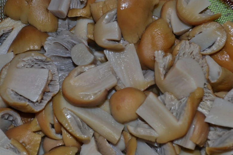 Колпак кольчатый гриб