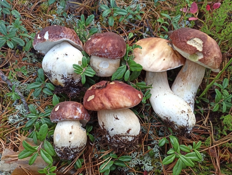 Большой белый гриб в Коми