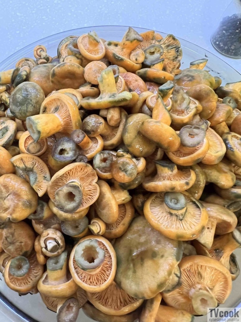 Грибы для засолки