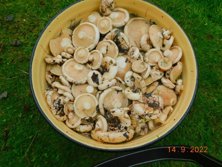 Грузди соленые