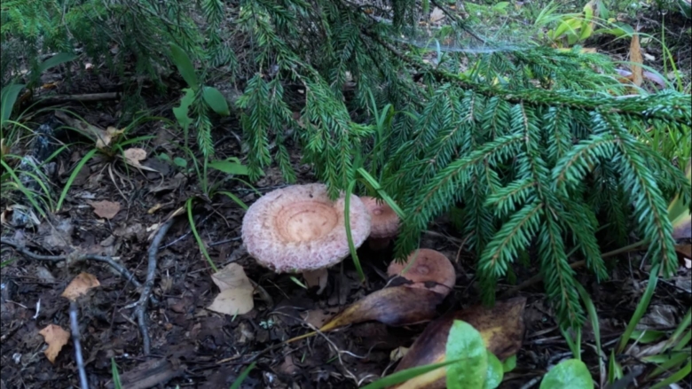 Волнушка розовая гриб