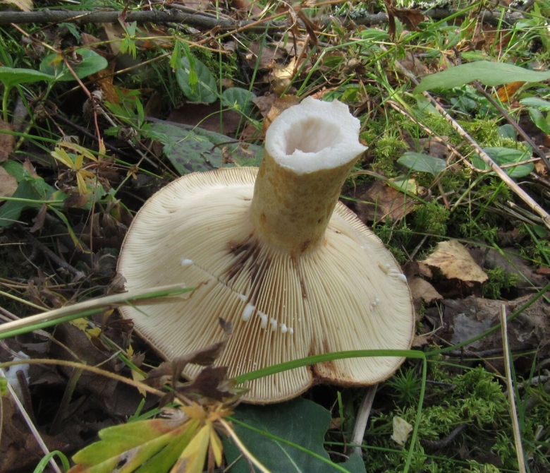 Млечник гриб гладыш