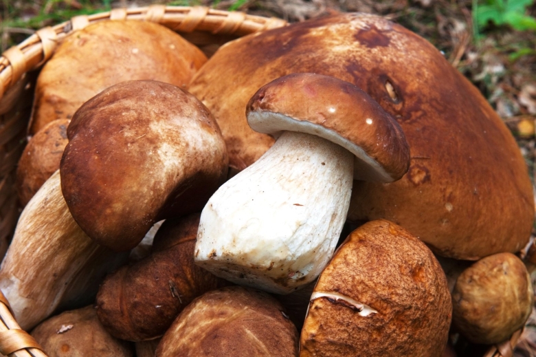 Червивый белый гриб