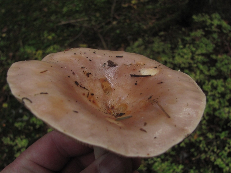 Млечник обыкновенный