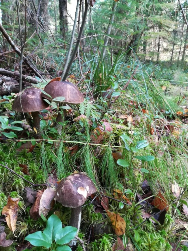 Ведро подберезовиков