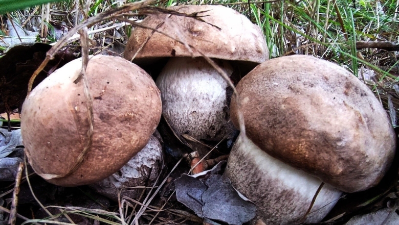 Колония грибов