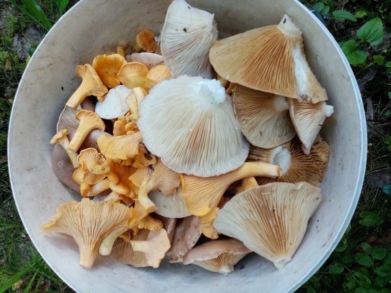 Бычки грибы