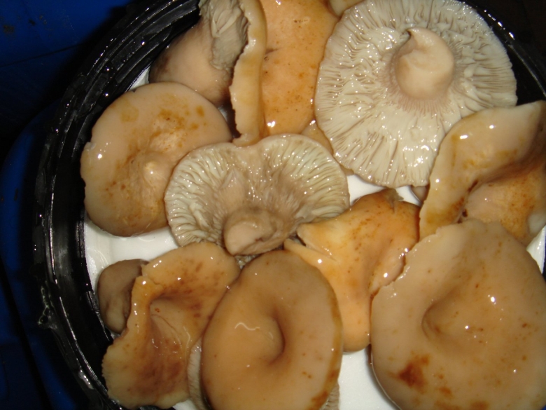 Волнушки грузди соленые