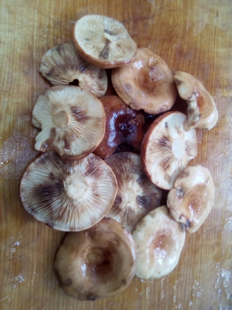 Грибы для засаливания