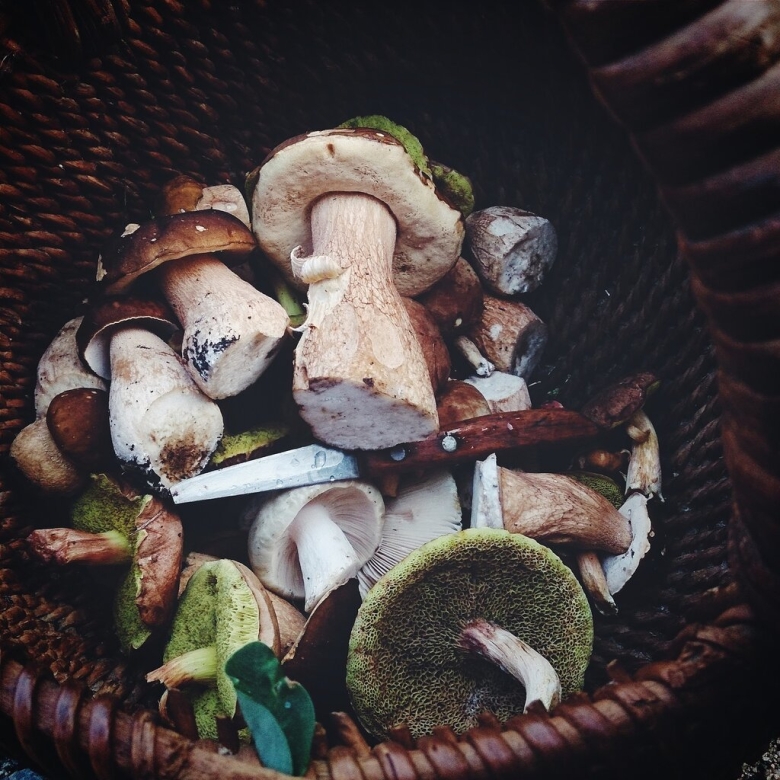 Съедобные грибы для засолки