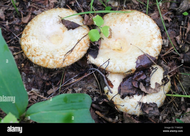 Грузди место обитания