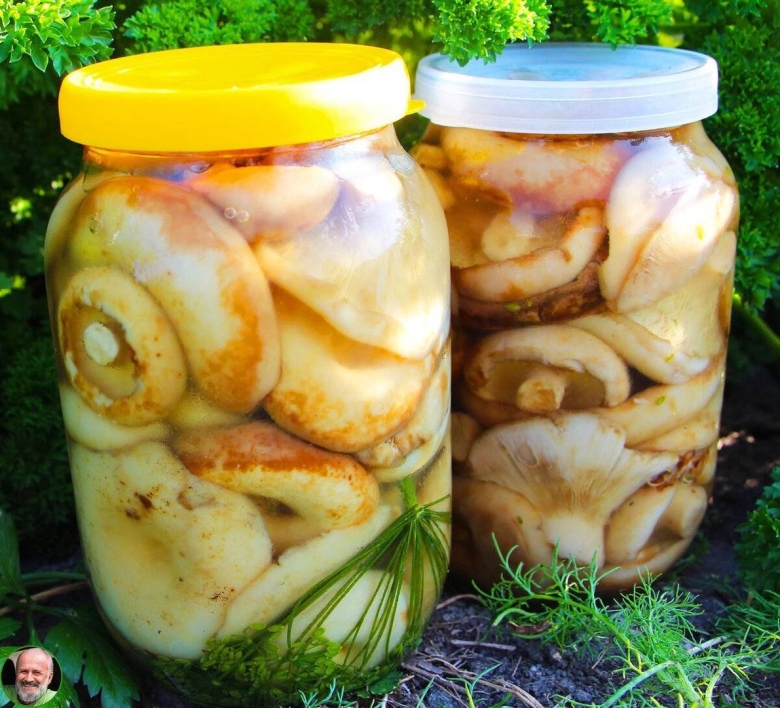 Волнушки грузди соленые