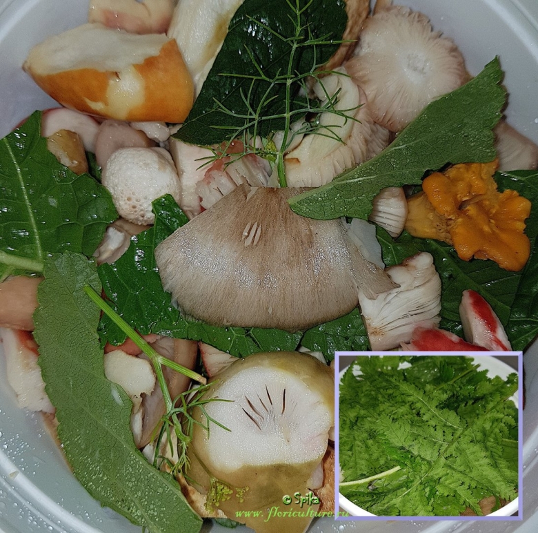 Грибы рецепты