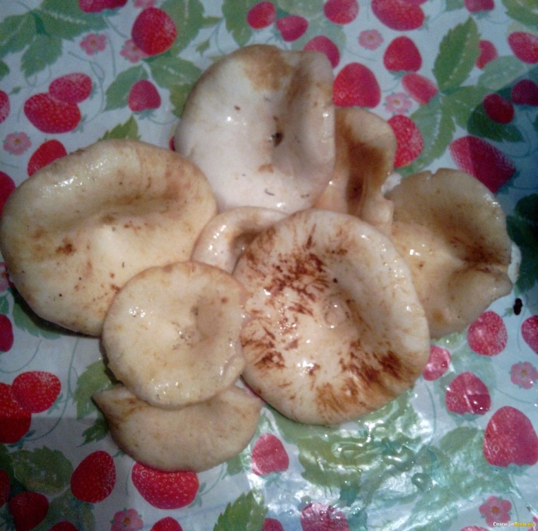 Грибы для засолки с фото