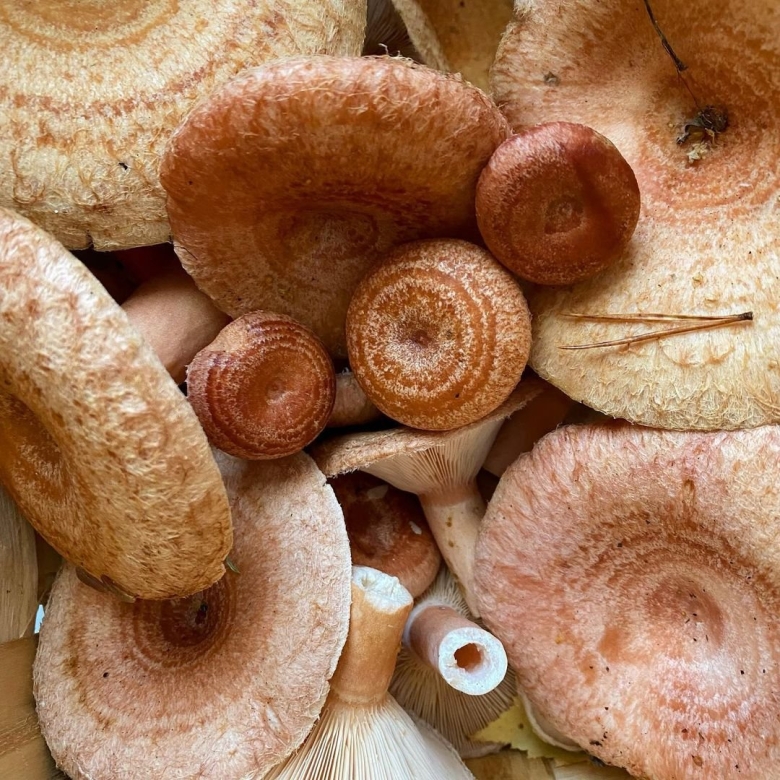 Гриб волнушка съедобный