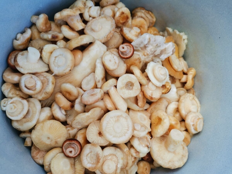 Гриб волнушка