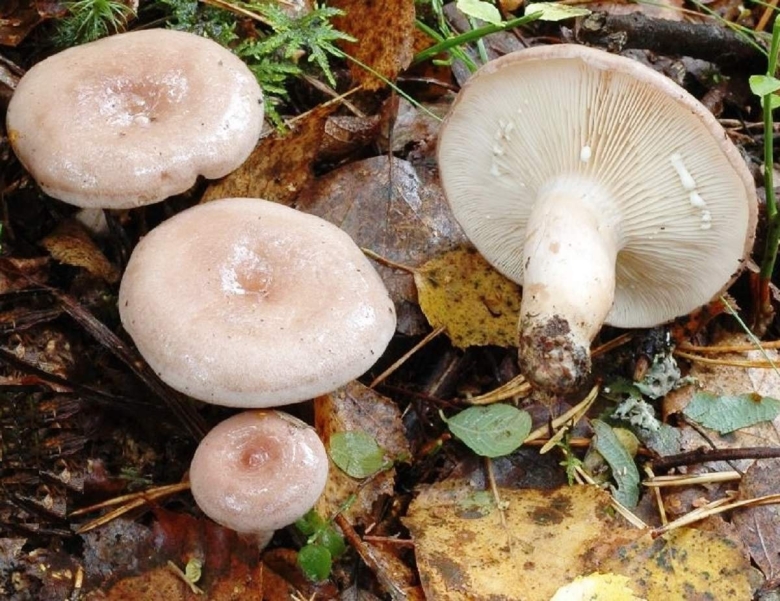 Млечник волнушка гриб