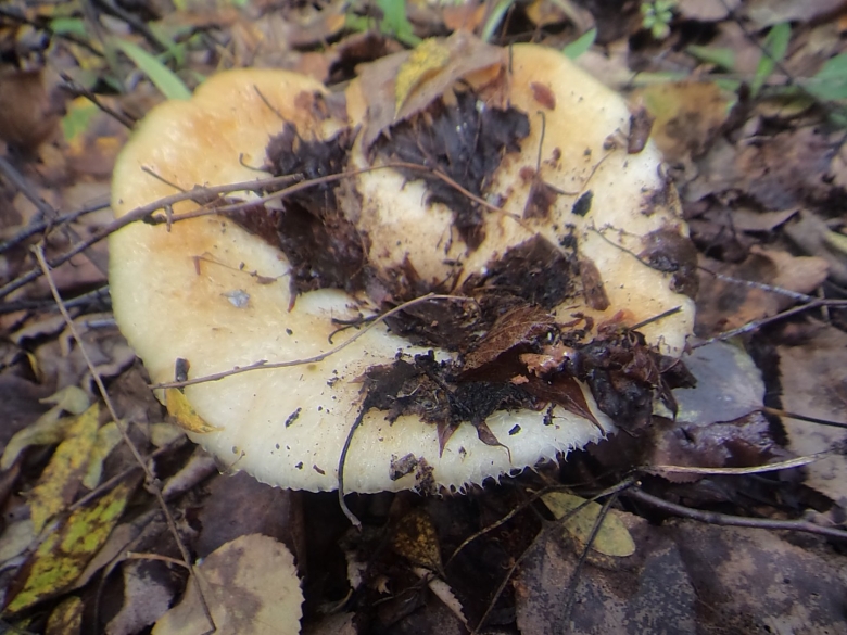 Съедобные грибы для засолки