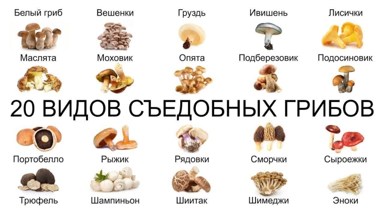 Что значит условно съедобный гриб