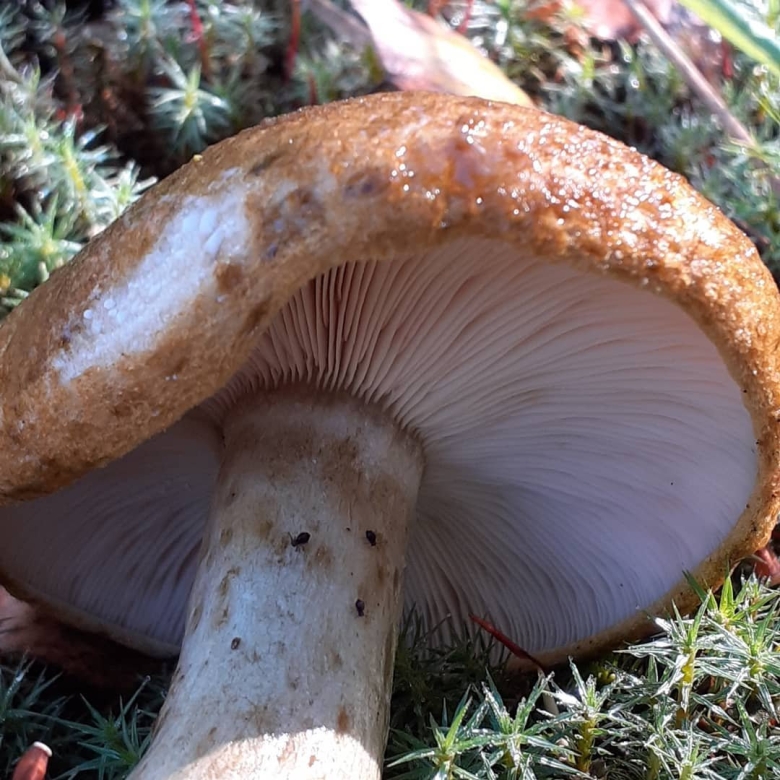 Паутинник опоясанный