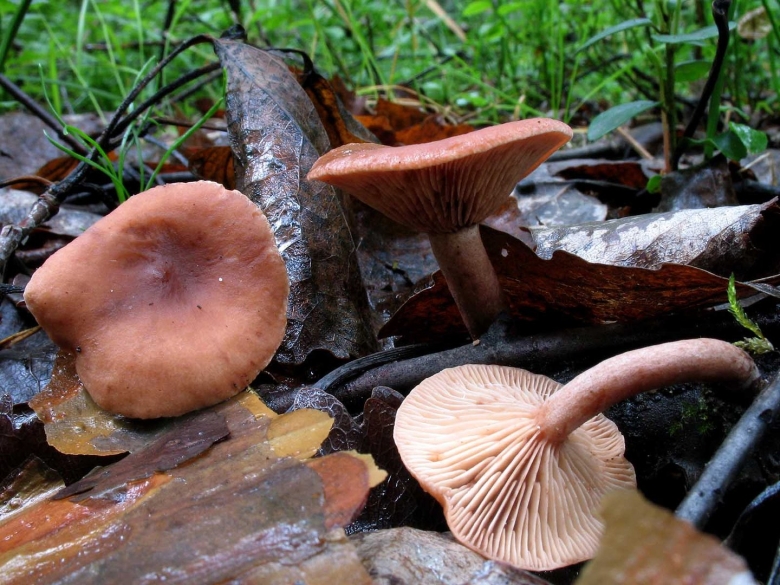 Млечник блеклый грибы