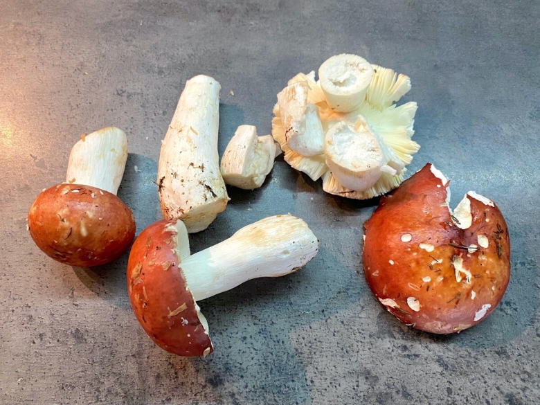 Сыроежка гриб